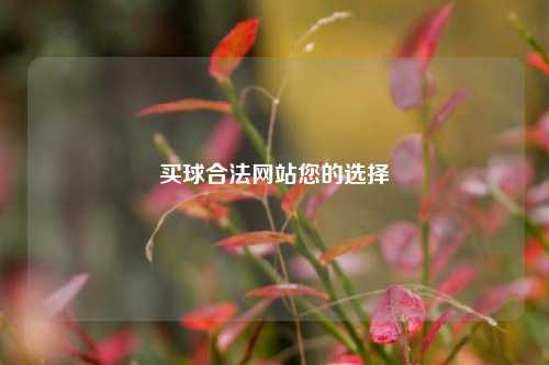 买球合法网站您的选择